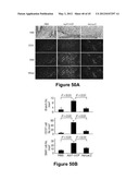 Method for therapeutic angiogenesis diagram and image