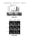 Method for therapeutic angiogenesis diagram and image