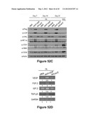 Method for therapeutic angiogenesis diagram and image