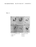 IMMUNOGENIC AND THERAPEUTIC COMPOSITIONS FOR STREPTOCOCCUS PYOGENES diagram and image