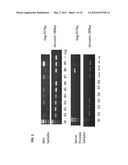 IDENTIFICATION OF A NOVEL RETROVIRUS IN PATIENTS WITH BENIGN PROSTATIC     HYPERPLASIA diagram and image