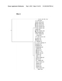 IDENTIFICATION OF A NOVEL RETROVIRUS IN PATIENTS WITH BENIGN PROSTATIC     HYPERPLASIA diagram and image