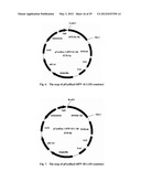 VIRUS-LIKE PARTICLES OF CAPSID PROTEINS FROM HUMAN PAPILLOMAVIRUS TYPE     16/58/18/6/11 AND THE METHOD FOR PREPARATION AND THE USES THEREOF diagram and image