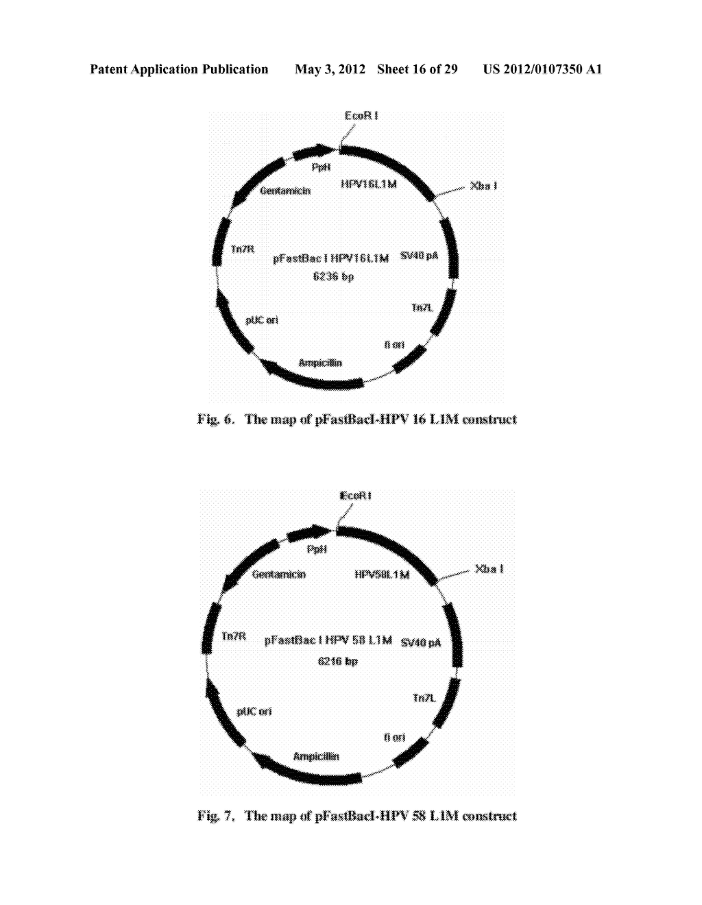 VIRUS-LIKE PARTICLES OF CAPSID PROTEINS FROM HUMAN PAPILLOMAVIRUS TYPE     16/58/18/6/11 AND THE METHOD FOR PREPARATION AND THE USES THEREOF - diagram, schematic, and image 17