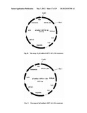 VIRUS-LIKE PARTICLES OF CAPSID PROTEINS FROM HUMAN PAPILLOMAVIRUS TYPE     16/58/18/6/11 AND THE METHOD FOR PREPARATION AND THE USES THEREOF diagram and image