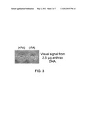 Cross-Coupled Peptide Nucleic Acids for Detection of Nucleic Acids of     Pathogens diagram and image