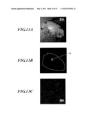 METHOD FOR DETECTING AFFERENT LYMPH VESSEL INFLOW REGIONS AND METHOD FOR     IDENTIFYING SPECIFIC CELLS diagram and image