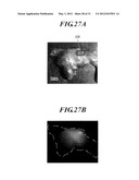 METHOD FOR DETECTING AFFERENT LYMPH VESSEL INFLOW REGIONS AND METHOD FOR     IDENTIFYING SPECIFIC CELLS diagram and image
