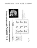 METHOD OF PRODUCING HUMAN IGG ANTIBODIES WITH ENHANCED EFFECTOR FUNCTIONS diagram and image