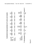 METHOD OF PRODUCING HUMAN IGG ANTIBODIES WITH ENHANCED EFFECTOR FUNCTIONS diagram and image