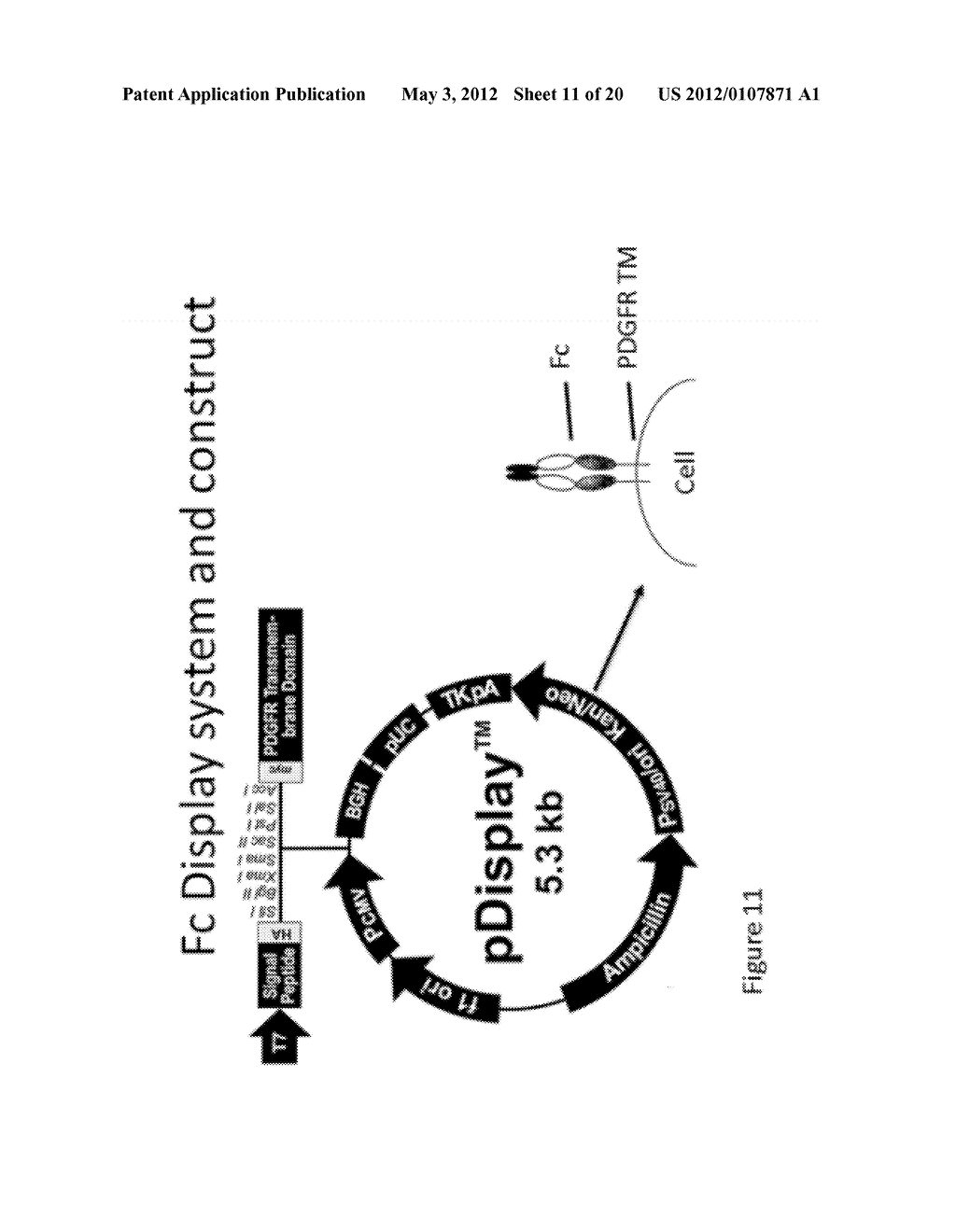 METHOD OF PRODUCING HUMAN IGG ANTIBODIES WITH ENHANCED EFFECTOR FUNCTIONS - diagram, schematic, and image 12