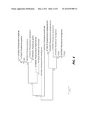 ENDOPHYTIC YEAST STRAINS, METHODS FOR ETHANOL AND XYLITOL PRODUCTION,     METHODS FOR BIOLOGICAL NITROGEN FIXATION, AND A GENETIC SOURCE FOR     IMPROVEMENT OF INDUSTRIAL STRAINS diagram and image