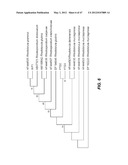 ENDOPHYTIC YEAST STRAINS, METHODS FOR ETHANOL AND XYLITOL PRODUCTION,     METHODS FOR BIOLOGICAL NITROGEN FIXATION, AND A GENETIC SOURCE FOR     IMPROVEMENT OF INDUSTRIAL STRAINS diagram and image