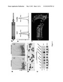 Variable Lymphocyte Receptors, Related Polypeptides and Nucleic Acids, and     Uses Thereof diagram and image