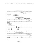 Variable Lymphocyte Receptors, Related Polypeptides and Nucleic Acids, and     Uses Thereof diagram and image