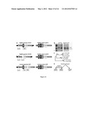 Variable Lymphocyte Receptors, Related Polypeptides and Nucleic Acids, and     Uses Thereof diagram and image