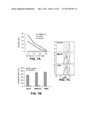 DIFFERENTIATION OF PRIMATE PLURIPOTENT STEM CELLS TO HEMATOPOIETIC LINEAGE     CELLS diagram and image