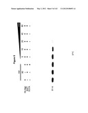 Polypeptide Fragments Comprising Endonuclease Activity and Their Use diagram and image