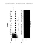 Polypeptide Fragments Comprising Endonuclease Activity and Their Use diagram and image