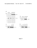 SULFATED POLYSACCHARIDES HAVING ANTIPLASMODIAL ACTIVITY AND METHODS AND     PRODUCTS FOR IDENTIFYING ANTIPLASMODIAL ACTIVITY diagram and image