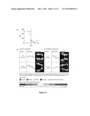 SULFATED POLYSACCHARIDES HAVING ANTIPLASMODIAL ACTIVITY AND METHODS AND     PRODUCTS FOR IDENTIFYING ANTIPLASMODIAL ACTIVITY diagram and image