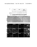 NEUROPROTECTIVE COMPOUNDS AND THEIR USE diagram and image