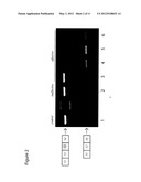 OLIGOMERS diagram and image