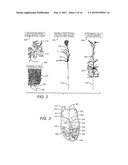 Enhancement of Biological Functioning by the use of Electromagnetic and     Magnetic Fields diagram and image