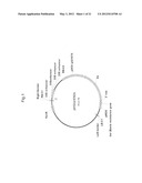 PLANTS WITH ALTERED ROOT ARCHITECTURE, RELATED CONSTRUCTS AND METHODS     INVOLVING GENES ENCODING LEUCINE RICH REPEAT KINASE (LLRK) POLYPEPTIDES     AND HOMOLOGS THEREOF diagram and image