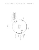 PLANTS WITH ALTERED ROOT ARCHITECTURE, RELATED CONSTRUCTS AND METHODS     INVOLVING GENES ENCODING LEUCINE RICH REPEAT KINASE (LLRK) POLYPEPTIDES     AND HOMOLOGS THEREOF diagram and image