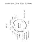 PLANTS WITH ALTERED ROOT ARCHITECTURE, RELATED CONSTRUCTS AND METHODS     INVOLVING GENES ENCODING LEUCINE RICH REPEAT KINASE (LLRK) POLYPEPTIDES     AND HOMOLOGS THEREOF diagram and image