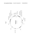 PLANTS WITH ALTERED ROOT ARCHITECTURE, RELATED CONSTRUCTS AND METHODS     INVOLVING GENES ENCODING LEUCINE RICH REPEAT KINASE (LLRK) POLYPEPTIDES     AND HOMOLOGS THEREOF diagram and image