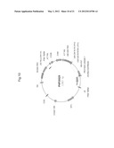 PLANTS WITH ALTERED ROOT ARCHITECTURE, RELATED CONSTRUCTS AND METHODS     INVOLVING GENES ENCODING LEUCINE RICH REPEAT KINASE (LLRK) POLYPEPTIDES     AND HOMOLOGS THEREOF diagram and image