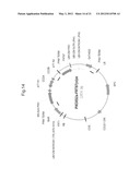 PLANTS WITH ALTERED ROOT ARCHITECTURE, RELATED CONSTRUCTS AND METHODS     INVOLVING GENES ENCODING LEUCINE RICH REPEAT KINASE (LLRK) POLYPEPTIDES     AND HOMOLOGS THEREOF diagram and image