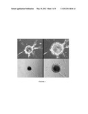 OLFACTORY STEM CELLS AND USES THEREOF diagram and image