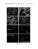 OLFACTORY STEM CELLS AND USES THEREOF diagram and image