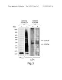 ANTIBODIES TO CROSS-LINKED AMYLOID BETA OLIGOMERS diagram and image