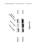 METHODS TO TREAT ALLERGIC CONDITIONS diagram and image