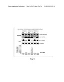 GENETIC LESION ASSOCIATED WITH CANCER diagram and image