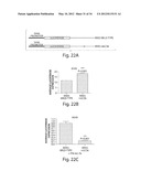 GENETIC LESION ASSOCIATED WITH CANCER diagram and image