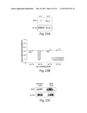 GENETIC LESION ASSOCIATED WITH CANCER diagram and image