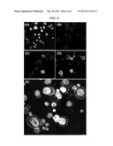 METHOD OF ANALYZING GENETICALLY ABNORMAL CELLS diagram and image