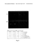 Reagents and Methods for Detecting Neisseria Gonorrhoeae diagram and image