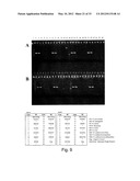 Reagents and Methods for Detecting Neisseria Gonorrhoeae diagram and image