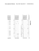 Reagents and Methods for Detecting Neisseria Gonorrhoeae diagram and image