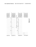 Reagents and Methods for Detecting Neisseria Gonorrhoeae diagram and image