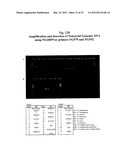 Reagents and Methods for Detecting Neisseria Gonorrhoeae diagram and image