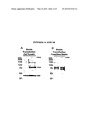 BIOMARKERS FOR DETECTION AND DIAGNOSIS OF HEAD AND NECK SQUAMOUS CELL     CARCINOMA diagram and image