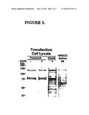 BIOMARKERS FOR DETECTION AND DIAGNOSIS OF HEAD AND NECK SQUAMOUS CELL     CARCINOMA diagram and image