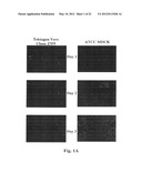 NON-TUMORIGENIC MDCK CELL LINE FOR PROPAGATING VIRUSES diagram and image